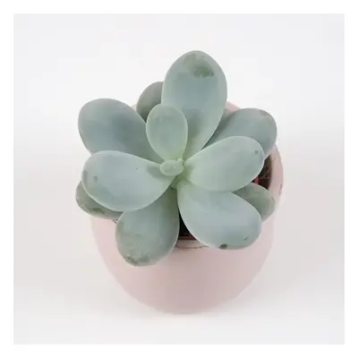 Pachyphytum oviferum