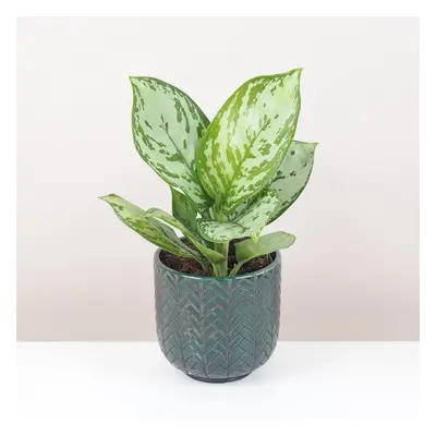 Aglaonema ‘Jungle Silver’