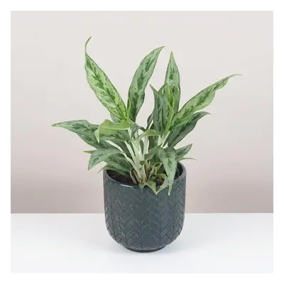 Aglaonema ‘Greyhound’