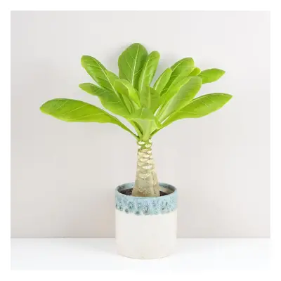 Havajská palma / Brighamia insignis