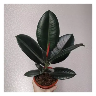 Ficus elastica ‘Abidjan’