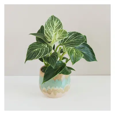 Philodendron ‘Birkin’