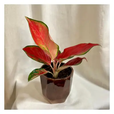 Aglaonema ‘Chili Red’