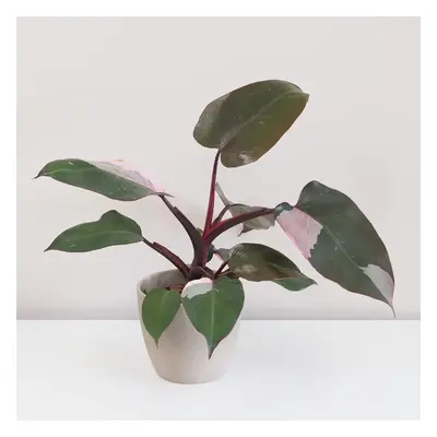 Philodendron ‘Pink Princess’ velký