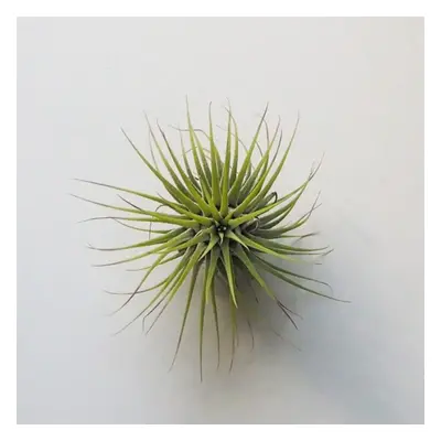 Tillandsia ionantha zelená