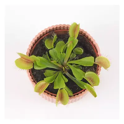 Mucholapka / Dionaea muscipula