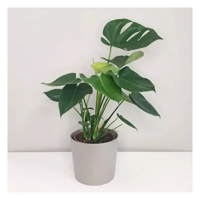 Monstera deliciosa velká