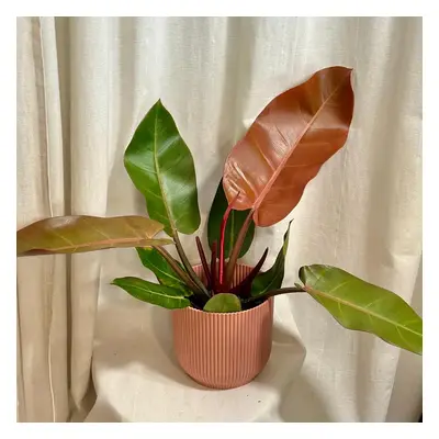 Philodendron ‘Prince of Orange’ maxi