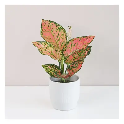 Aglaonema ‘Anyamanee’