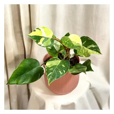 Philodendron ‘Fresh Aurea’ velký