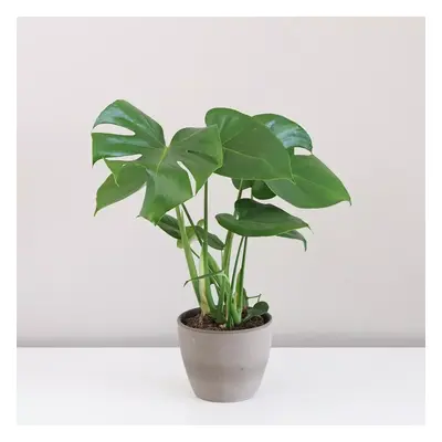 Monstera deliciosa malá