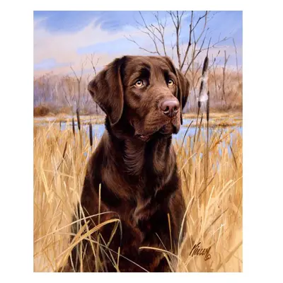 Figured ART Malování podle čísel - LABRADOR na rámu 40 x 50 cm