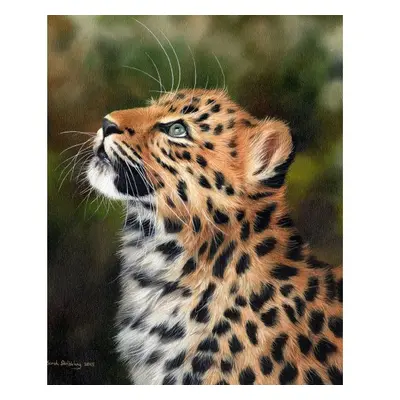 Figured ART Malování podle čísel - ZVĚDAVÝ LEOPARD na rámu 40 x 50 cm