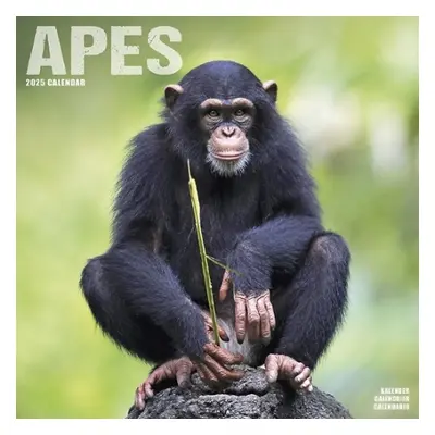 Apes Calendar 2025 Square Animal Wall Calendar - 16 Month