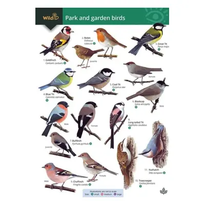 Park and garden birds - Farley-Brown, Rebecca