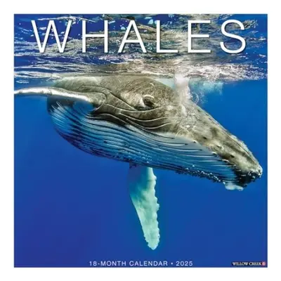 Whales 2025 12 X 12 Wall Calendar - Willow Creek Press