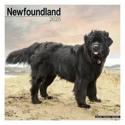 Newfoundland Calendar 2025 Square Dog Breed Wall Calendar - 16 Month