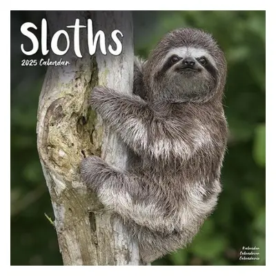 Sloths Calendar 2025 Square Animal Wall Calendar - 16 Month