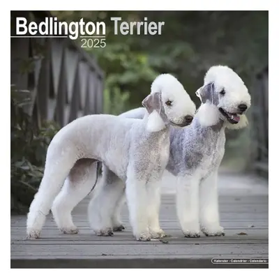 Bedlington Terrier Calendar 2025 Square Dog Breed Wall Calendar - 16 Month