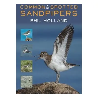 Common and Spotted Sandpipers - Holland, Phil