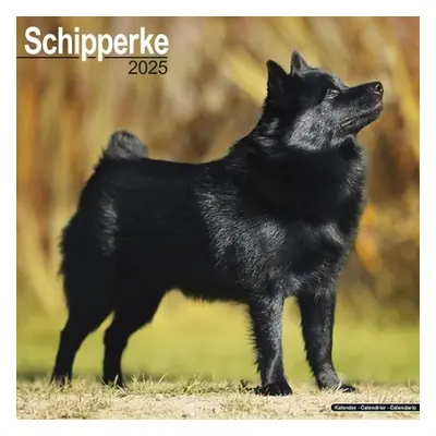 Schipperke Calendar 2025 Square Dog Breed Wall Calendar - 16 Month