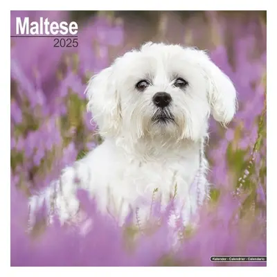 Maltese Calendar 2025 Square Dog Breed Wall Calendar - 16 Month