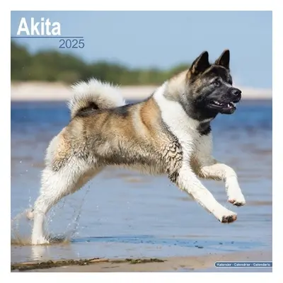 Akita Calendar 2025 Square Dog Breed Wall Calendar - 16 Month