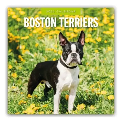 Boston Terriers 2025 Square Wall Calendar - Red Robin