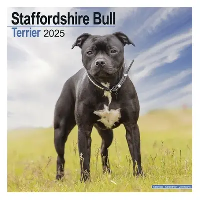 Staffordshire Bull Terrier Calendar 2025 Square Dog Breed Wall Calendar - 16 Month