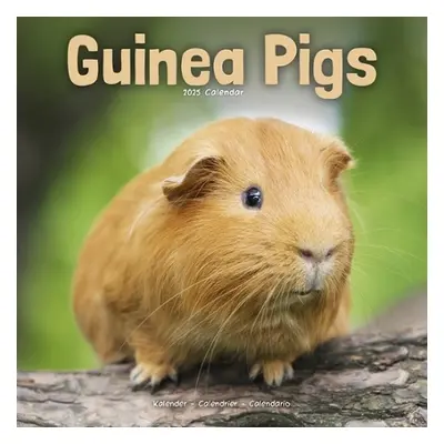 Guinea Pigs Calendar 2025 Square Animal Wall Calendar - 16 Month