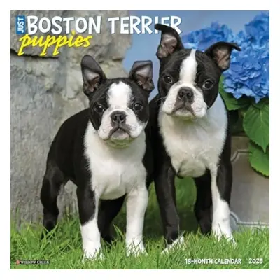 Just Boston Terrier Puppies 2025 12 X 12 Wall Calendar - Willow Creek Press