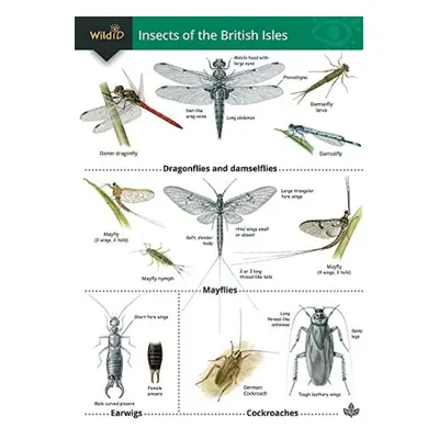 Guide to Insects of the British Isles - Lewington, Richard