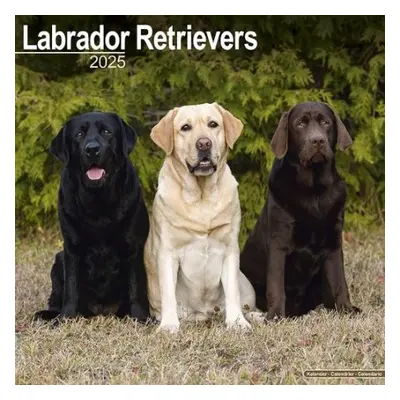 Labrador Retrievers (Mixed) Calendar 2025 Square Dog Breed Wall Calendar - 16 Month