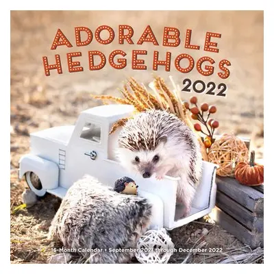 Adorable Hedgehogs 2022 - Editors of Rock Point