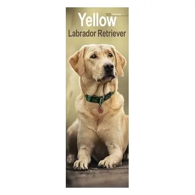 Yellow Labrador Retriever Slim Calendar 2025 Dog Breed Slimline Calendar - 12 Month