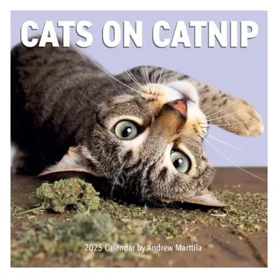 Cats on Catnip Wall Calendar 2025 - Marttila, Andrew a Calendars, Workman