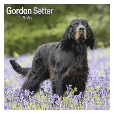 Gordon Setter Calendar 2025 Square Dog Breed Wall Calendar - 16 Month