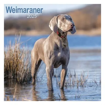 Weimaraner Calendar 2025 Square Dog Breed Wall Calendar - 16 Month