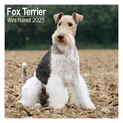 Fox Terrier Wirehaired Calendar 2025 Square Dog Breed Wall Calendar - 16 Month