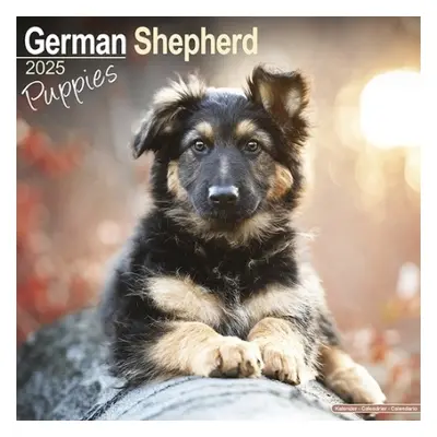 German Shepherd Puppies Calendar 2025 Square Dog Puppy Breed Wall Calendar - 16 Month