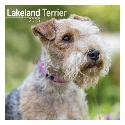 Lakeland Terrier Calendar 2025 Square Dog Breed Wall Calendar - 16 Month