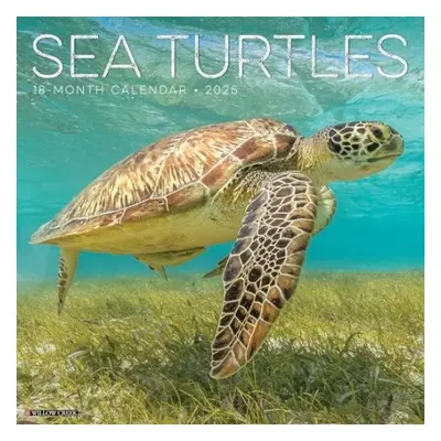 Sea Turtles 2025 12 X 12 Wall Calendar - Willow Creek Press