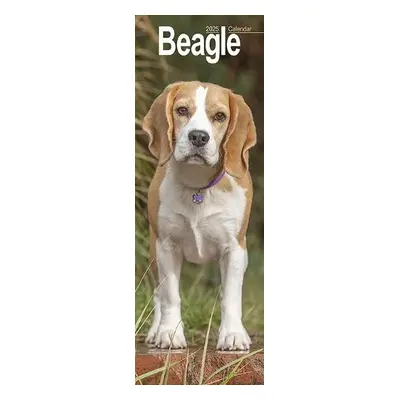 Beagle Slim 2025 Wall Calendar Calendar 2024 Dog Breed Slimline Calendar - 12 Month