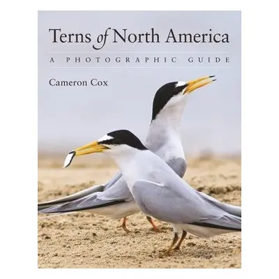 Terns of North America - Cox, Cameron