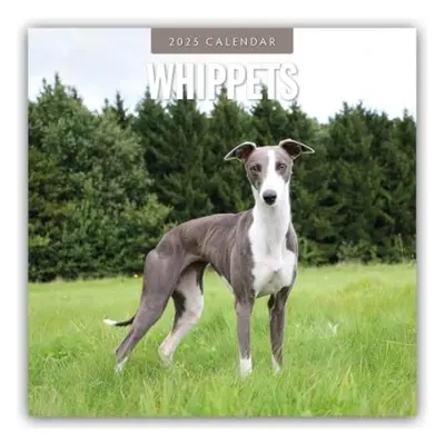 Whippets 2025 Square Wall Calendar - Red robin