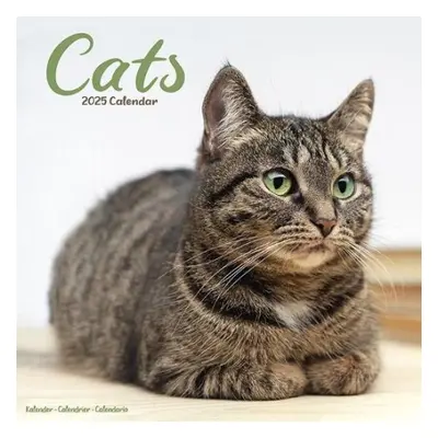 Cats Calendar 2025 Square Cat Wall Calendar - 16 Month