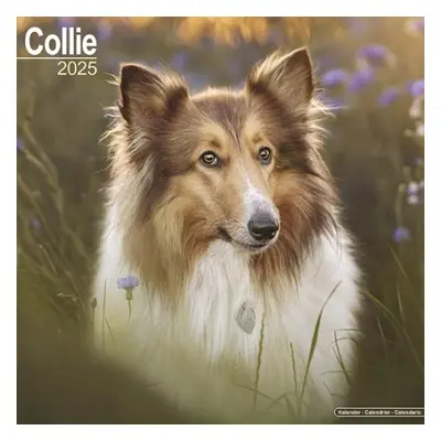 Collie Calendar 2025 Square Dog Breed Wall Calendar - 16 Month