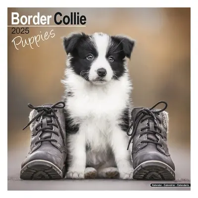 Border Collie Puppies Calendar 2025 Square Dog Puppy Breed Wall Calendar - 16 Month