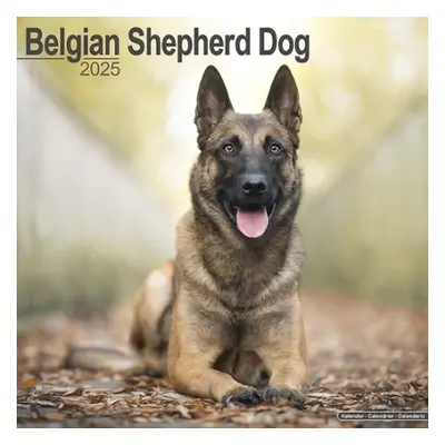 Belgian Shepherd Dog Calendar 2025 Square Dog Breed Wall Calendar - 16 Month