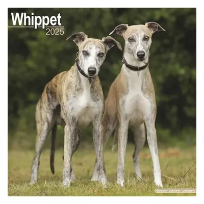 Whippet Calendar 2025 Square Dog Breed Wall Calendar - 16 Month